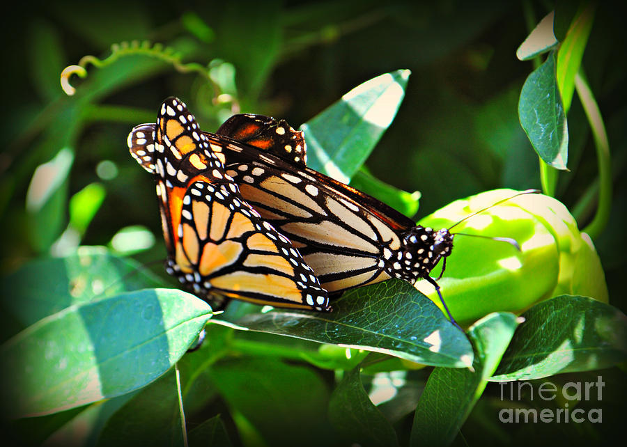 Mating Monarch Butterflies Photograph