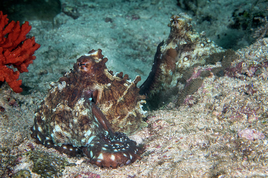 Mating Octopus In The Maldives Photograph by Brandi Mueller - Fine Art ...