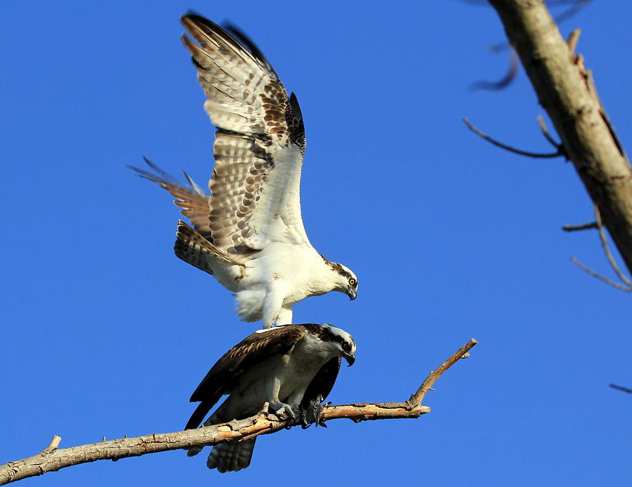 Mating Ospreys I Photograph by Ron Romanosky | Fine Art America