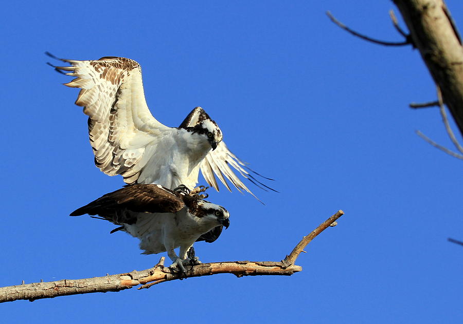 how long do ospreys live