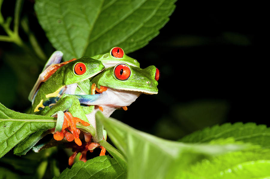 sammensværgelse Skabelse vogn Mating Red-eyed Tree Frog Agalychnis Photograph by Josh Miller - Pixels