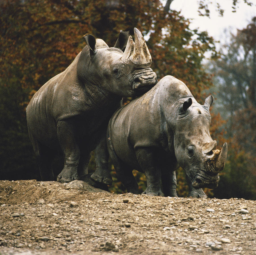 Mating Rhinoceroses Photograph by Toni Angermayer