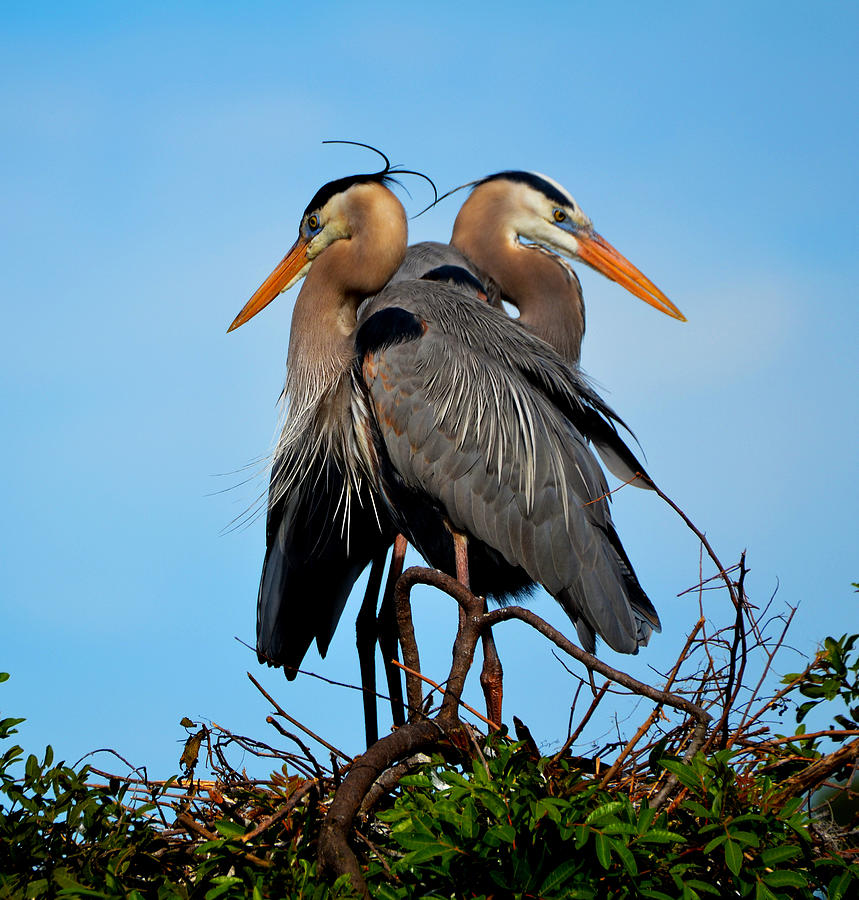 Mating Season For The Great Blue Heron Photograph by Jeffrey Hamilton