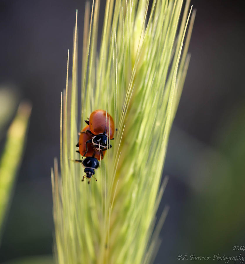Mating Season in Animal Kingdom Photograph by Aaron Burrows