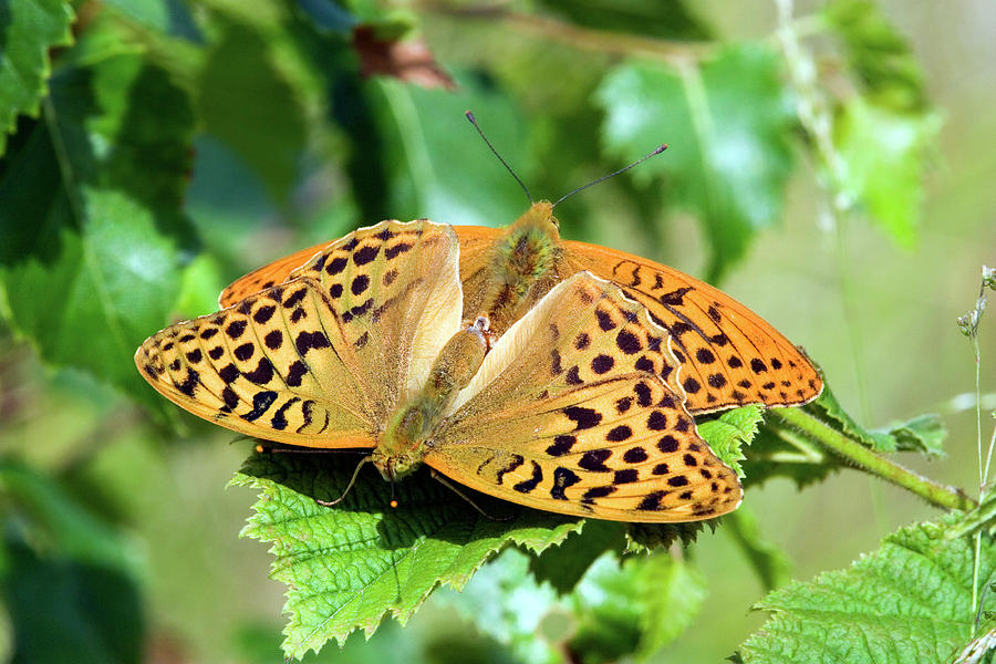 Mating Silver-washed Fritillaries Photograph by Science Photo Library Mating Silver-washed Fritillaries Photograph by Science Photo Library