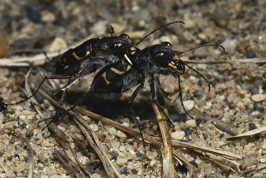Mating Tiger Beetles Photograph by John Mitchell