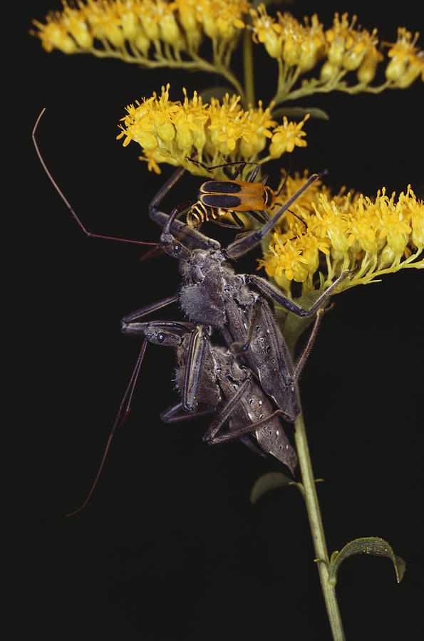 Mating Wheel Bugs Photograph by Millard H. Sharp