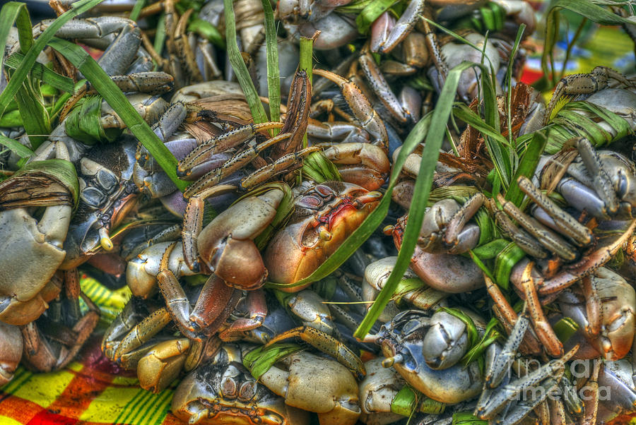 Matoutou crabs Photograph by PatriZio M Busnel