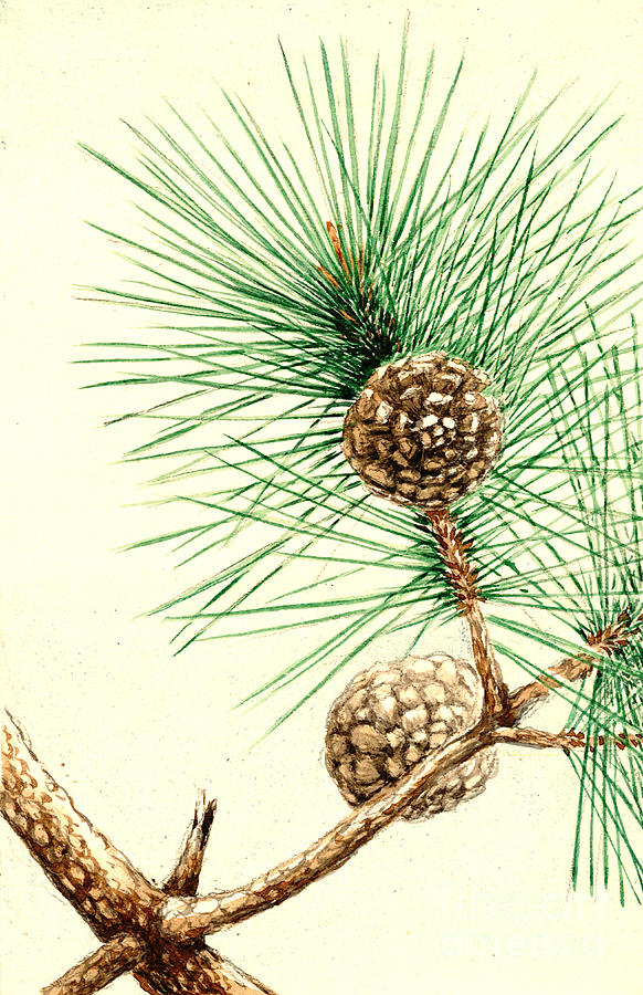 Matsu Pine 1870 Photograph by Padre Art