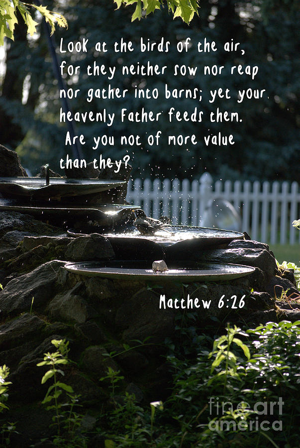 Matthew 6 26 Photograph by Sharon Elliott