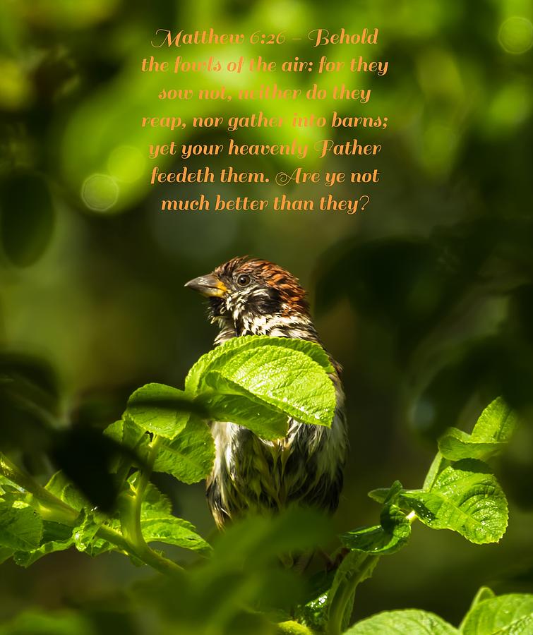 Matthew 6 verse 26 Photograph by Rose-Maries Pictures