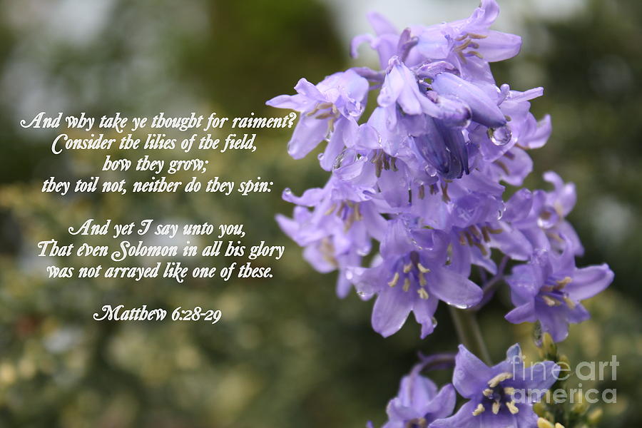 Matthew 6 verses 28 and 29 Photograph by Vicki Maheu