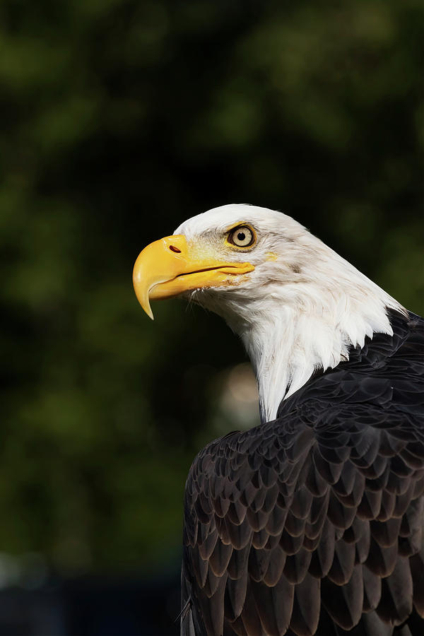 Mature Bald Eagle  Haliaeetus Photograph by Doug Lindstrand