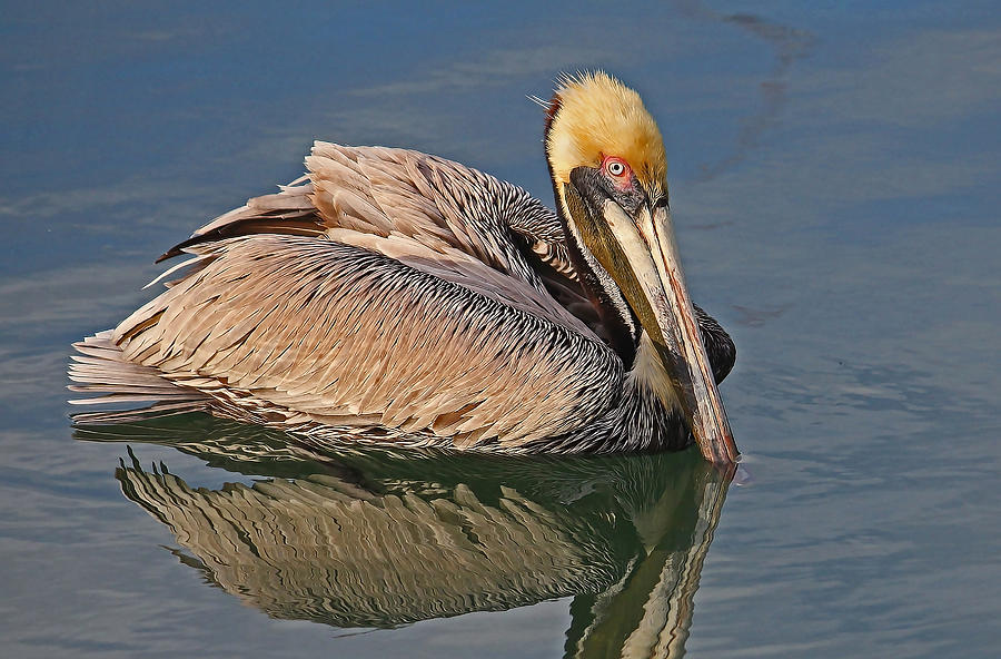 Mature Brown Pelican  Photograph by HH Photography of Florida