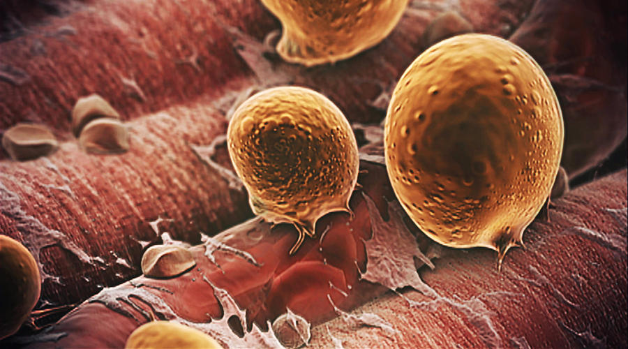 Mature Fat Cells Expanding Photograph by Anatomical Travelogue