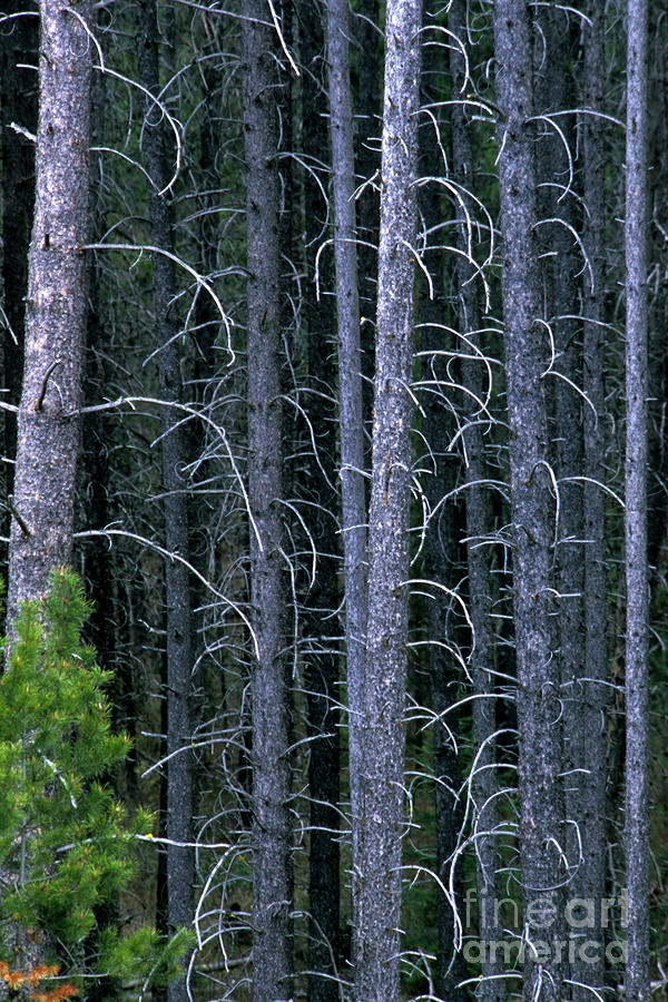 Mature Lodgepole Pine Forest Photograph by William H. Mullins