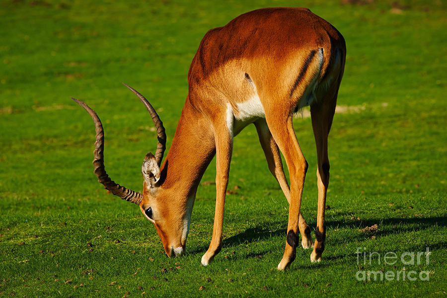 Mature male impala on a lawn Photograph by Nick  Biemans