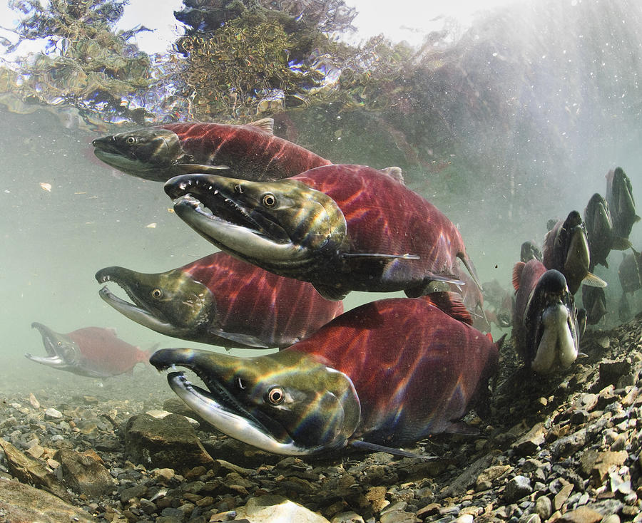 Mature Male Sockeye Salmon On Spawning Photograph by Thomas Kline