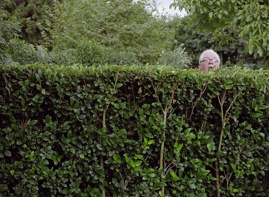 Mature man looking over neighbours hedge Photograph by Sean Murphy