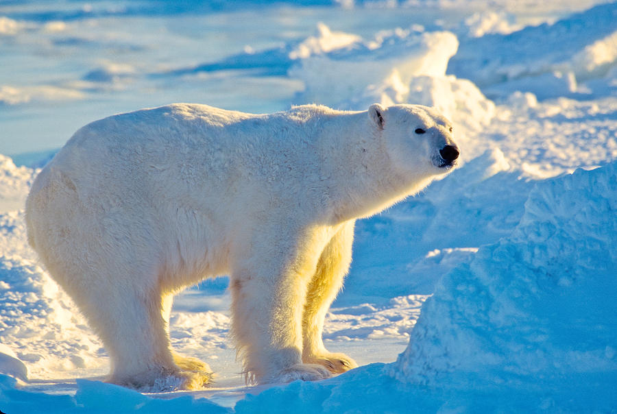 Mature Polar Bear on Sea Ice Photograph by Randy Green
