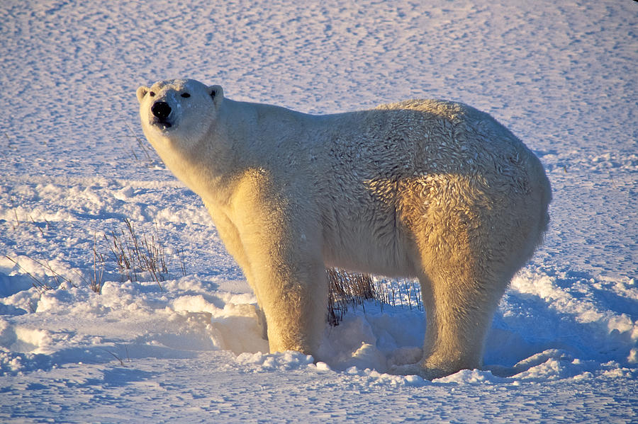Mature Polar Bear Photograph by Randy Green
