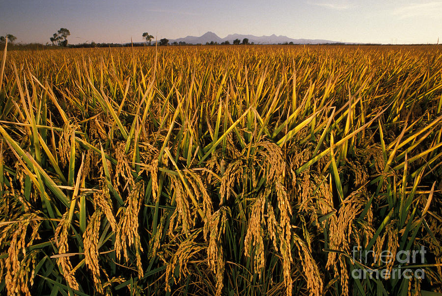 Mature Rice Crop Photograph by Ron Sanford