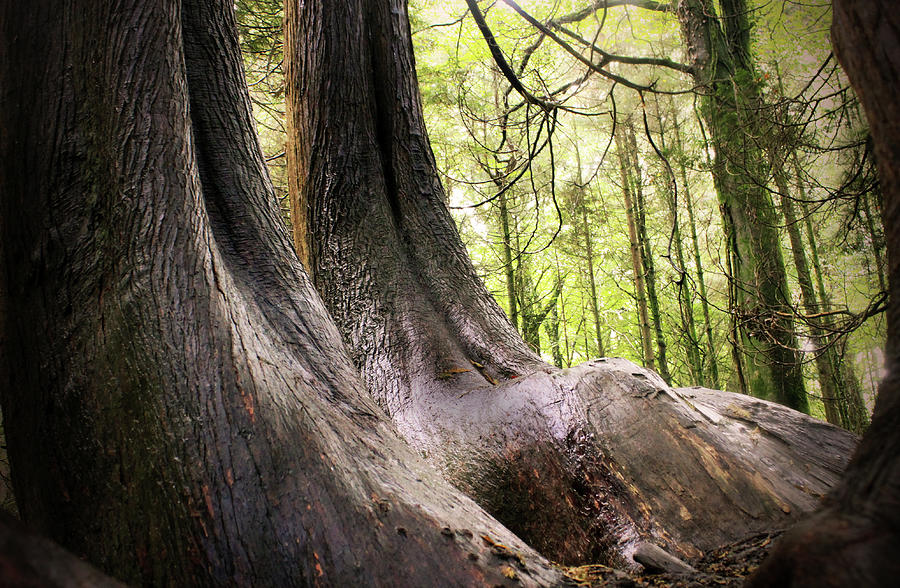 Mature Tree Roots Photograph by Oonat