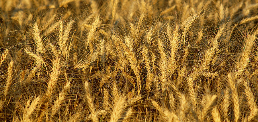 Mature Wheat Photograph by Theodore Clutter