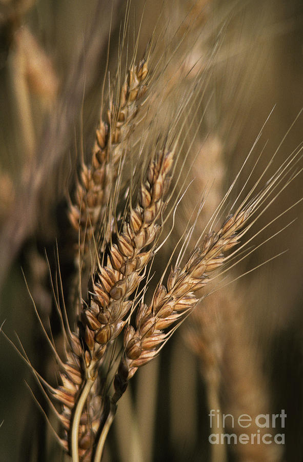 Mature Wheat Triticum Aestivum Photograph by Ron Sanford