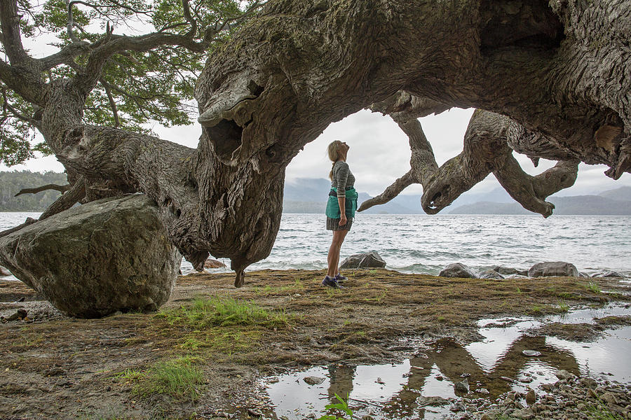 Mountain Photograph - Mature Woman Looks At Massive Tree Limb by Philip & Karen Smith / TFA