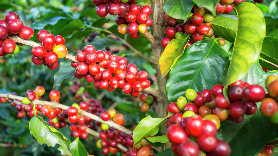 Maturing Arabica Coffee Beans On Photograph by Kryssia Campos