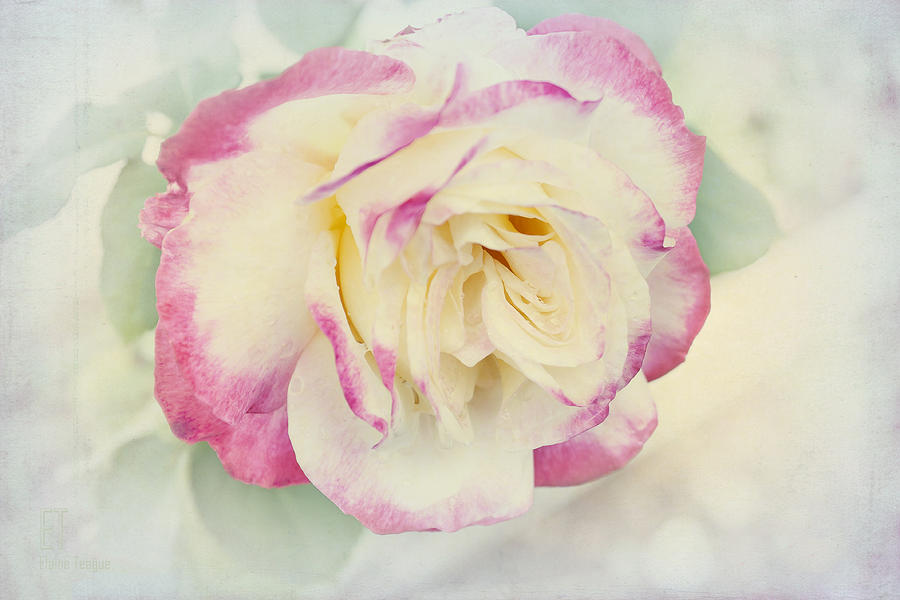 Pastel Rose Photograph by Elaine Teague