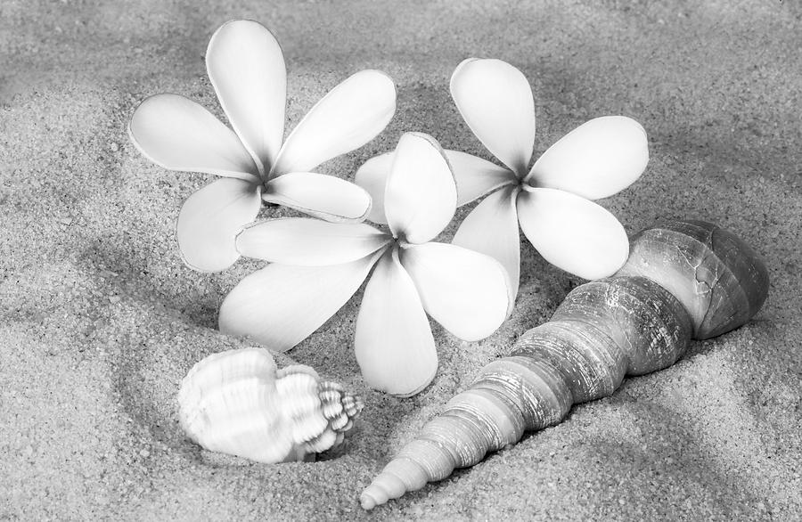 Maui Beach Treasures BW Photograph by Susan Candelario