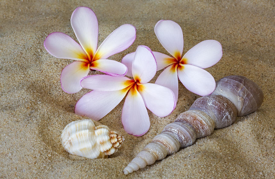 Maui Beach Treasures Photograph by Susan Candelario