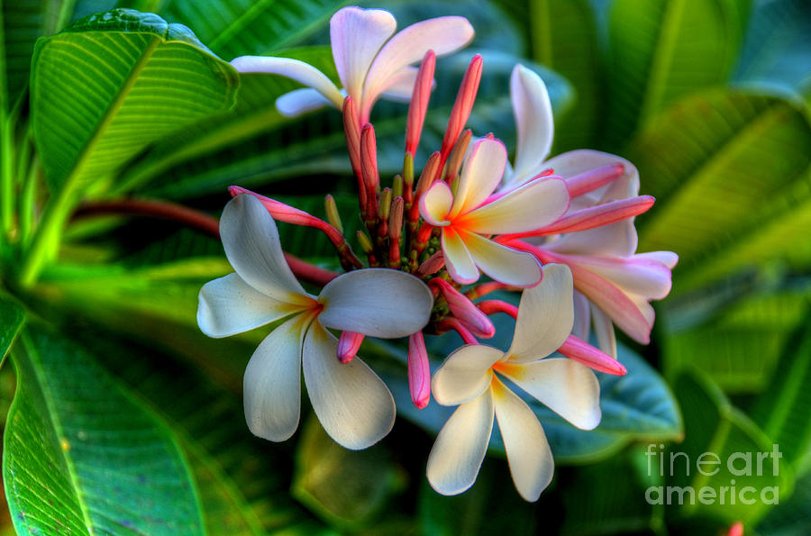 Maui Beauties Photograph by Kelly Wade