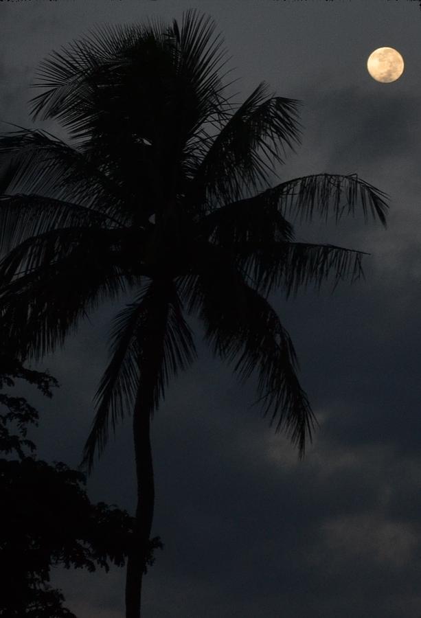 Maui Blue Moon Photograph by Christine Owens Maui Blue Moon Photograph by Christine Owens