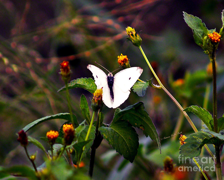 Maui Butterfly Photograph by Patricia Griffin Brett