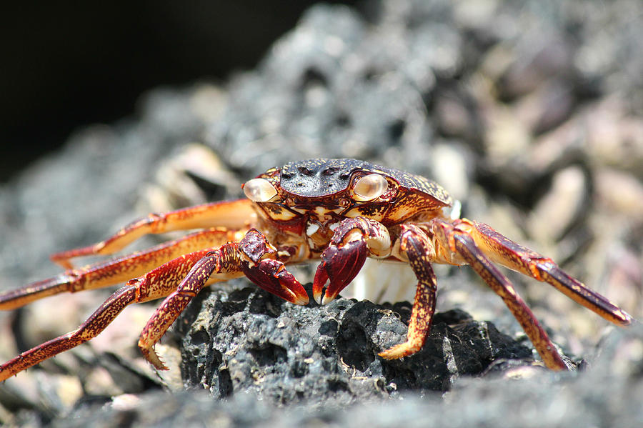 Maui Crab Photograph by Steve Natale