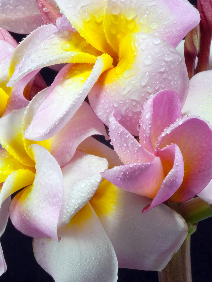 Maui Florals Photograph by James Roemmling