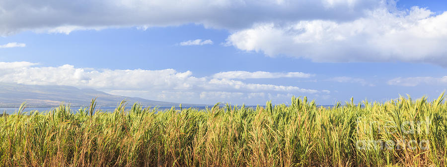 Maui Hawaii sugar cane panorama Photograph by Ken Brown