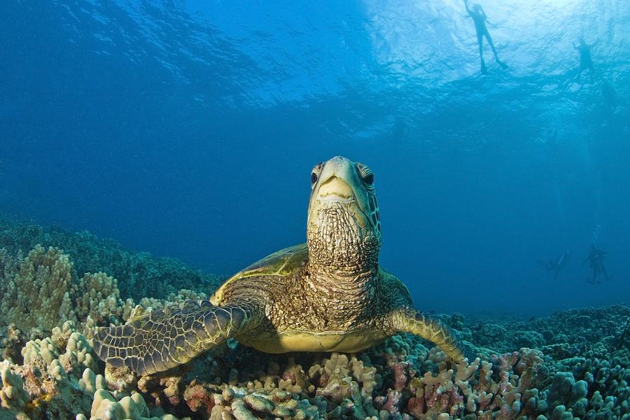 Holiday Photograph - Maui Hawaii Usa Green Sea Turtle by Stuart Westmorland