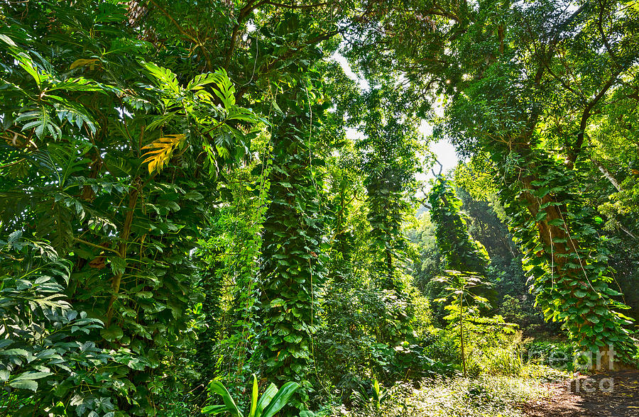 Prehistoric Photograph - Maui Jungle by Jamie Pham
