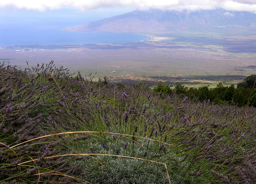 Maui Lavender Farm Photograph by Robert Lozen