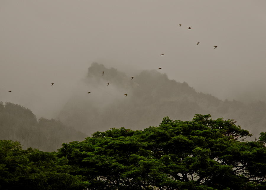 Maui Mists and Flying Birds Photograph by Kirsten Giving