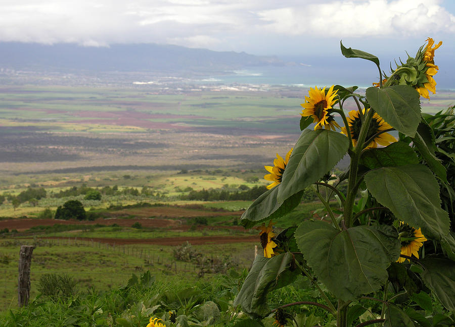 Maui Northwest View Photograph by Robert Lozen