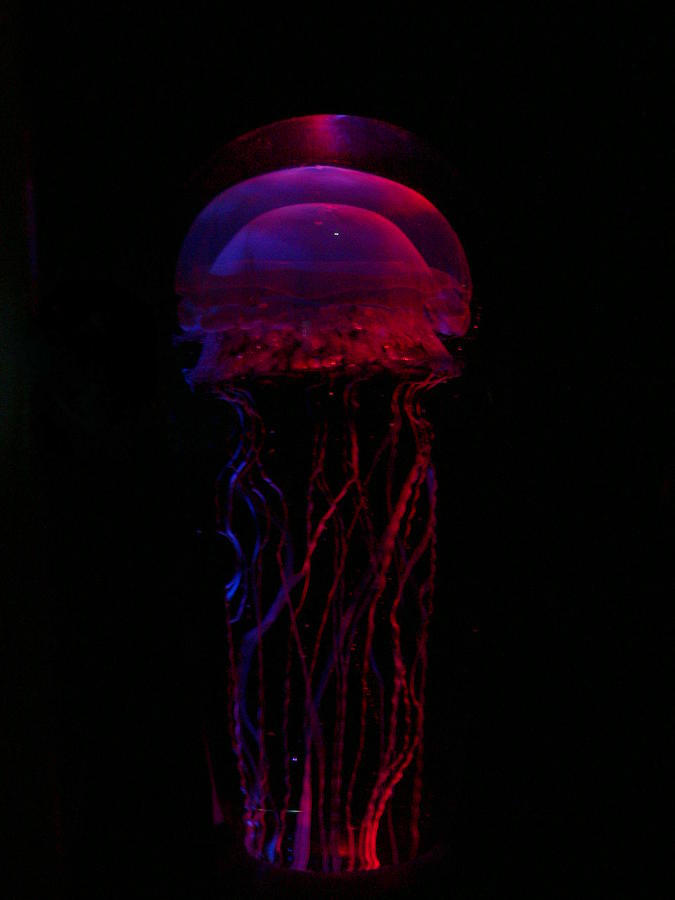 Maui Ocean Center Jellyfish Photograph by Kimo Fernandez