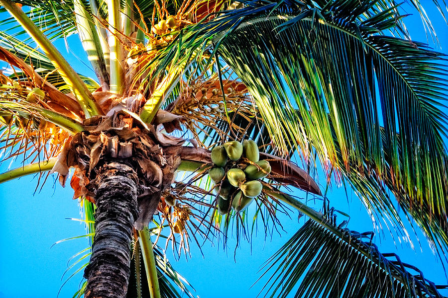 Maui Palm Photograph by Lars Lentz