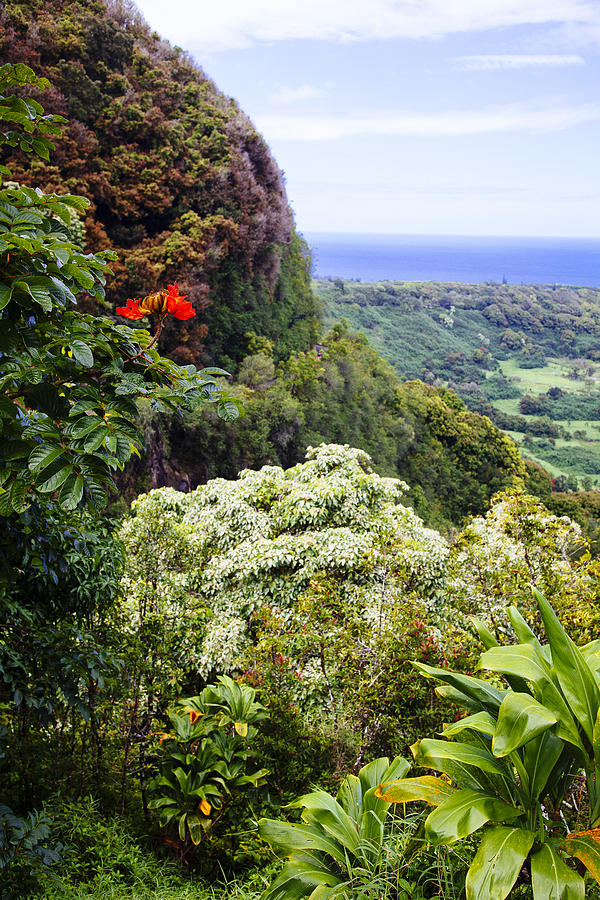 Maui Paradise Photograph by Laura Tucker