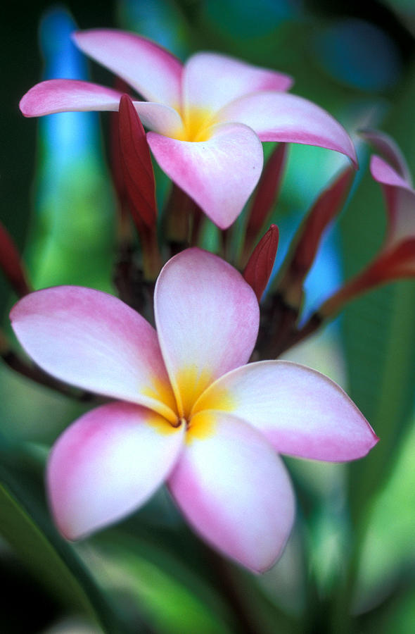 Flower Photograph - Maui Plumeria by Kathy Yates