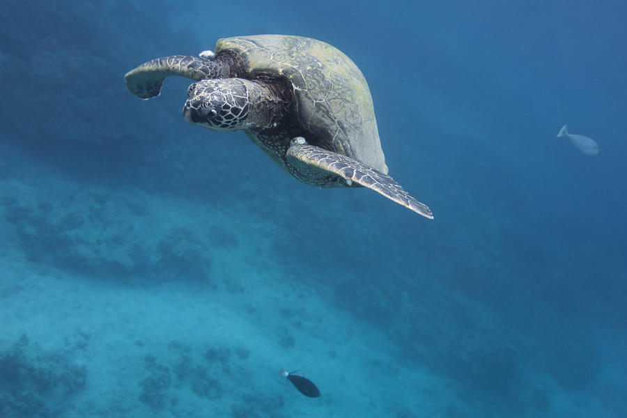 Maui Sea Turtle Approach Photograph by Don McGillis